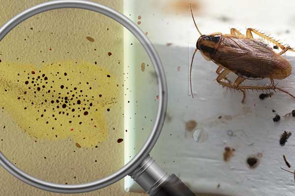 ΑΠΕΝΤΟΜΩΣΕΙΣ ΧΑΛΑΝΔΡΙ ΑΙΑΣ ΑΠΕΝΤΟΜΩΣΕΙΣ ΧΑΛΑΝΔΡΙ ΑΙΑΣ
