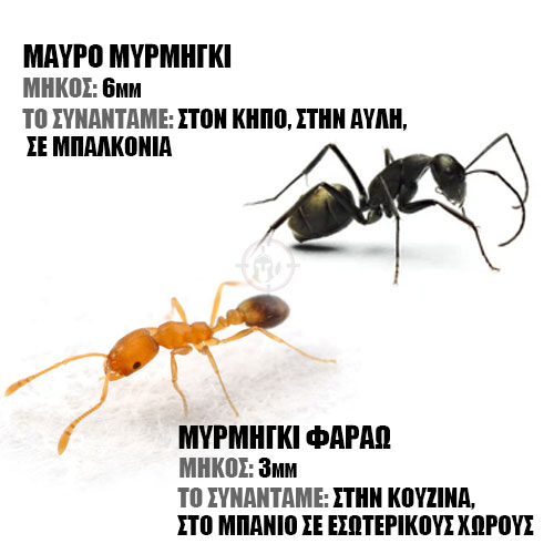 Είδη μυρμηγκιών