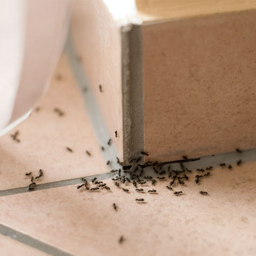 Προσβολή μυρμηγκιών
