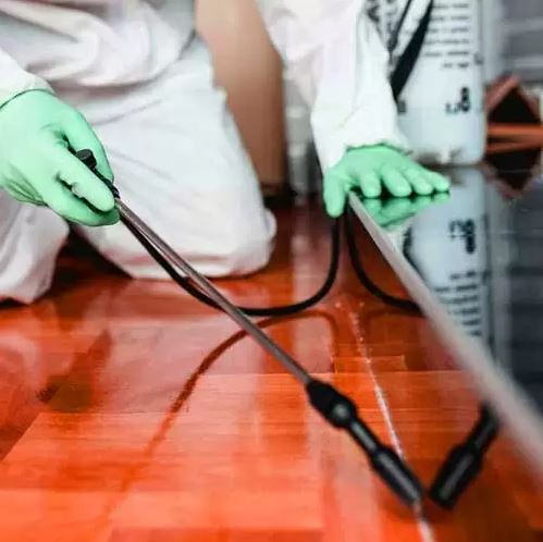 Απεντομώσεις παρασίτων στη Δραπετσώνα Απεντομώσεις παρασίτων στη Δραπετσώνα