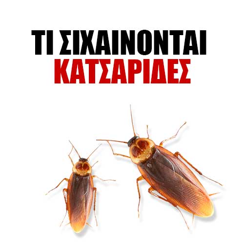 ΤΙ ΣΙΧΑΙΝΟΝΤΑΙ ΟΙ ΚΑΤΣΑΡΙΔΕΣ ΤΙ ΣΙΧΑΙΝΟΝΤΑΙ ΟΙ ΚΑΤΣΑΡΙΔΕΣ